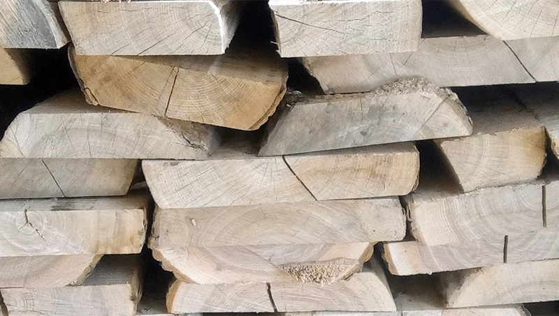 dub_neobreznoi_2_800px