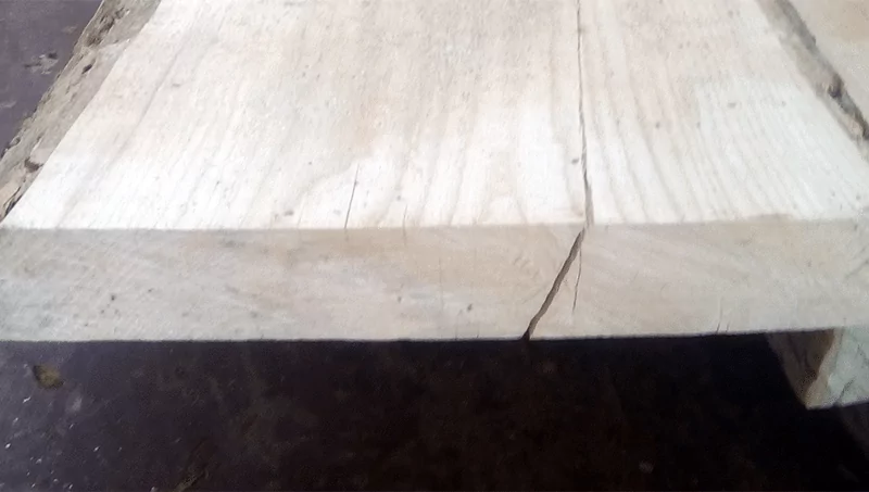 dub_neobreznoi_3_800px